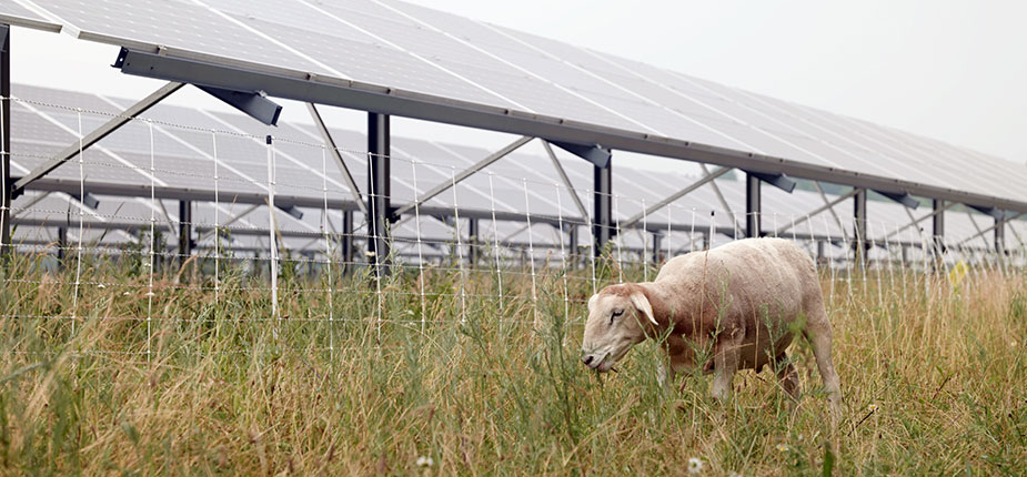 Sheep grazing under solar panels at Western Michigan University